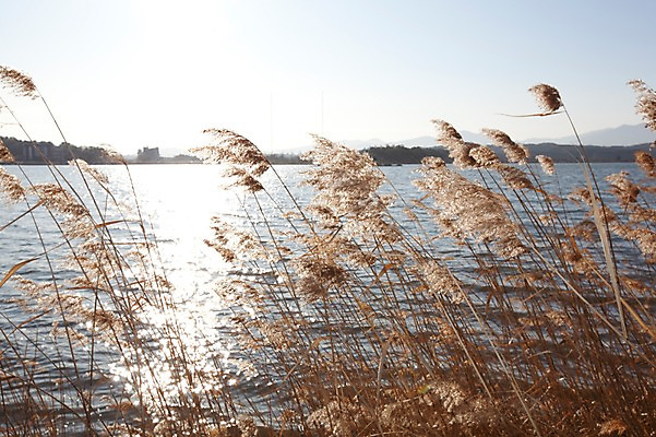 포토 JPG 주간 식물 호수 자연 한국 갈대 풍경 사람없음 야외 반짝임 강 풀 갈대밭 경포호수 국내포토 자연요소 아시아 모션 생태계 강릉 파일형식 갈대_식물