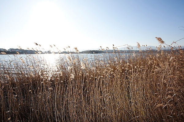 포토 JPG 주간 식물 호수 자연 하늘 한국 갈대 풍경 사람없음 야외 강 갈대밭 강릉 경포호수 국내포토 자연요소 아시아 생태계 강원도 파일형식 갈대_식물