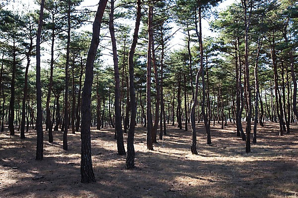 포토 JPG 주간 나무 식물 자연 한국 그림자 풍경 사람없음 야외 소나무 숲속 숲 침엽수 소나무숲 국내포토 자연요소 아시아 생태계 파일형식