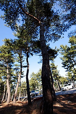 포토 JPG 주간 나무 식물 도로 길 자동차 자연 한국 그림자 풍경 사람없음 야외 소나무 숲 침엽수 소나무숲 국내포토 자연요소 아시아 육상교통 교통시설 생태계 파일형식