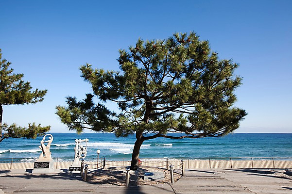 포토 JPG 주간 나무 식물 파도 바다 조각 겨울 자연 하늘 한국 그림자 풍경 해변 사람없음 야외 관광지 울타리 조형물 조각상 맑음 소나무 동해 강릉 정동진 조각_조소 국내포토 자연요소 계절 아시아 여행 날씨 미술 담장 생태계 강원도 조소 파일형식