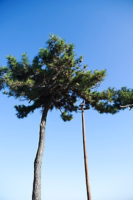 포토 JPG 주간 나무 식물 한국문화 한국전통 전통 전통문화 문화 로우앵글 자연 하늘 한국 한그루 풍경 사람없음 야외 목재 장식 조형물 맑음 기둥 소나무 공예 공예품 전통공예 무속 목공예 민속공예 침엽수 솟대 민간신앙 수호신 국내포토 자연요소 1 동양문화 건축 아시아 종교 뷰포인트 재료 날씨 미술 취미 신_종교 생태계 파일형식