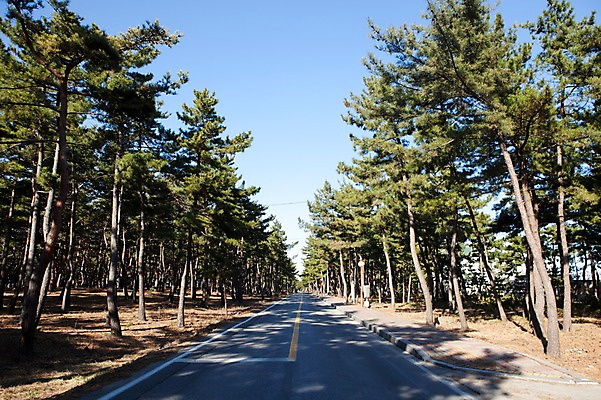 포토 JPG 주간 나무 식물 도로 길 자연 하늘 한국 그림자 풍경 사람없음 야외 맑음 원근감 소나무 숲속 숲 아스팔트 숲길 침엽수 소나무숲 국내포토 자연요소 아시아 뷰포인트 교통시설 날씨 생태계 파일형식