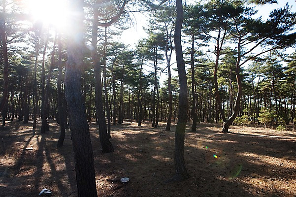 포토 JPG 주간 나무 식물 자연 한국 그림자 풍경 사람없음 야외 햇빛 소나무 숲속 숲 침엽수 소나무숲 국내포토 자연요소 아시아 태양 생태계 파일형식