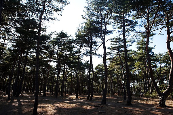 포토 JPG 주간 나무 식물 자연 한국 그림자 풍경 사람없음 야외 소나무 숲속 숲 침엽수 소나무숲 국내포토 자연요소 아시아 생태계 파일형식