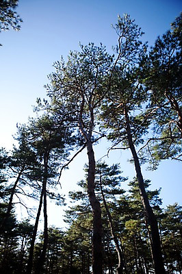 포토 JPG 주간 나무 식물 로우앵글 자연 하늘 한국 풍경 사람없음 야외 맑음 소나무 숲속 숲 침엽수 소나무숲 국내포토 자연요소 아시아 뷰포인트 날씨 생태계 파일형식 나라