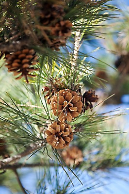포토 JPG 주간 나무 식물 열매 자연 풍경 근접촬영 사람없음 야외 아웃포커스 솔 소나무 솔방울 솔잎 침엽수 국내포토 자연요소 뷰포인트 잎 촬영기법 생태계 파일형식