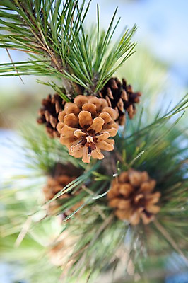 포토 JPG 주간 나무 식물 열매 자연 풍경 근접촬영 사람없음 야외 아웃포커스 솔 소나무 솔방울 솔잎 침엽수 국내포토 자연요소 뷰포인트 잎 촬영기법 생태계 파일형식