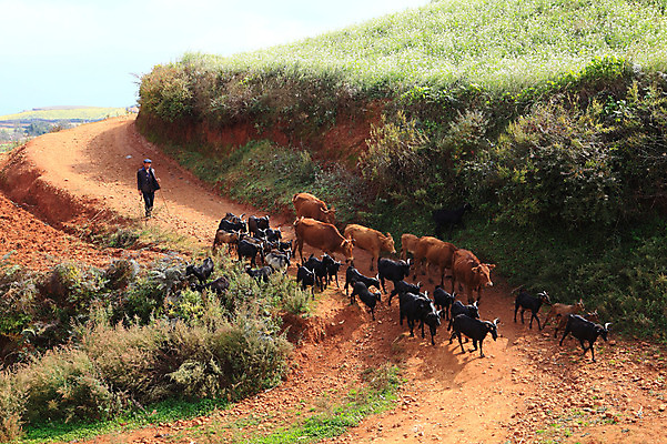 포토 JPG 주간 동물 해외풍경 해외 아시아 길 여러마리 포유류 염소 사람 풍경 야외 중국 가축 소 운남 홍토지 국내포토 자연요소 나라 다수 땅 파일형식