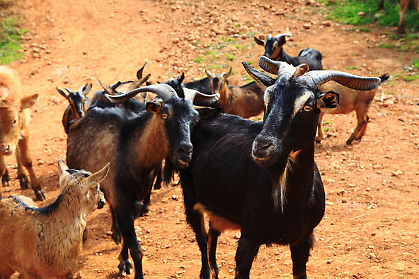 포토 JPG 주간 동물 해외풍경 해외 아시아 여러마리 포유류 염소 풍경 사람없음 야외 중국 가축 소 운남 홍토지 국내포토 자연요소 나라 다수 땅 파일형식