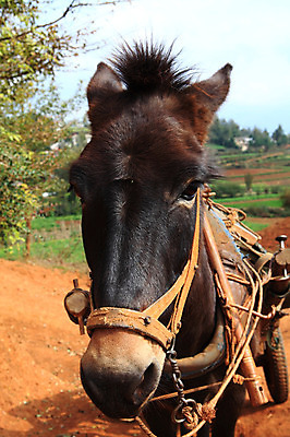 포토 JPG 주간 동물 한마리 해외풍경 해외 아시아 포유류 풍경 사람없음 야외 중국 가축 말_동물 운남 홍토지 국내포토 자연요소 1 나라 땅 파일형식
