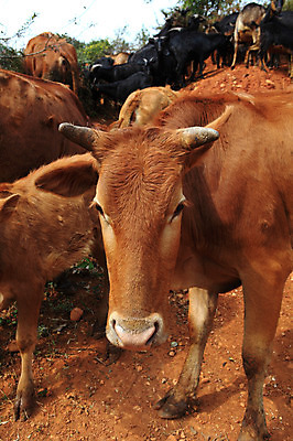 포토 JPG 주간 동물 해외풍경 해외 아시아 여러마리 포유류 풍경 사람없음 야외 중국 가축 소 황소 운남 홍토지 국내포토 자연요소 나라 다수 땅 파일형식