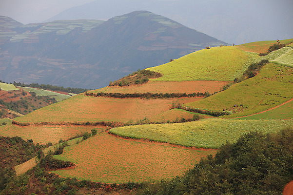 포토 JPG 주간 해외풍경 해외 아시아 밭 풍경 사람없음 야외 중국 계단식 운남 홍토지 국내포토 자연요소 나라 농업 땅 파일형식