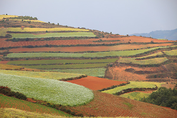 포토 JPG 주간 해외풍경 해외 아시아 밭 풍경 사람없음 야외 중국 계단식 운남 홍토지 국내포토 자연요소 나라 농업 땅 파일형식