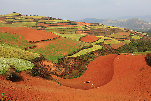 포토 JPG 주간 해외풍경 해외 아시아 밭 풍경 사람없음 야외 중국 계단식 운남 홍토지 국내포토 자연요소 나라 농업 땅 파일형식