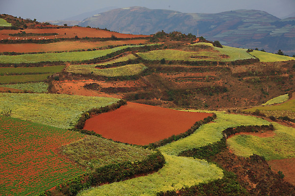 포토 JPG 주간 해외풍경 해외 아시아 밭 풍경 사람없음 야외 중국 계단식 운남 홍토지 국내포토 자연요소 나라 농업 땅 파일형식