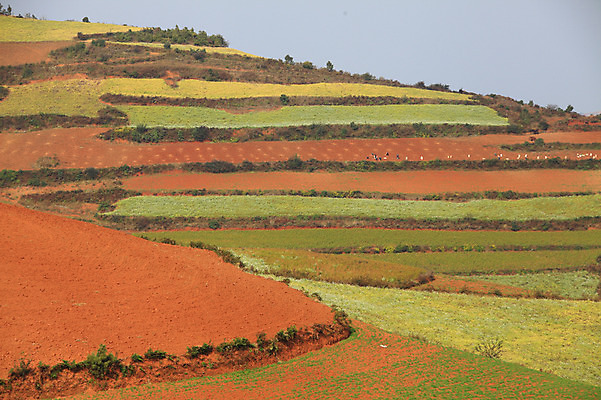 포토 JPG 주간 해외풍경 해외 아시아 밭 풍경 사람없음 야외 중국 계단식 운남 홍토지 국내포토 자연요소 나라 농업 땅 파일형식