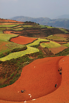 포토 JPG 주간 해외풍경 해외 아시아 밭 풍경 여러명 야외 농사 중국 농촌 작업 작업실 계단식 운남 홍토지 국내포토 자연요소 나라 다수 농업 사람 시골 땅 파일형식