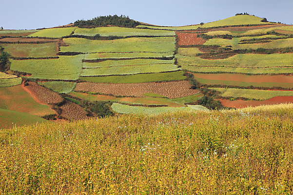 포토 JPG 주간 해외풍경 해외 아시아 밭 풍경 사람없음 야외 중국 농촌 계단식 운남 홍토지 국내포토 자연요소 나라 농업 시골 땅 파일형식