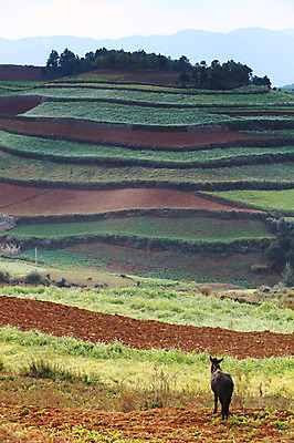 포토 JPG 주간 동물 한마리 해외풍경 해외 아시아 밭 포유류 염소 풍경 사람없음 야외 중국 가축 농촌 계단식 운남 홍토지 국내포토 자연요소 1 나라 농업 시골 땅 파일형식