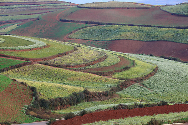 포토 JPG 주간 해외풍경 해외 아시아 밭 풍경 사람없음 야외 중국 농촌 계단식 운남 홍토지 국내포토 자연요소 나라 농업 시골 땅 파일형식