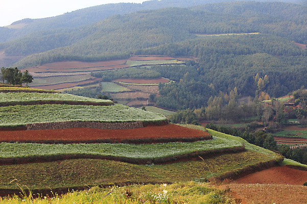포토 JPG 주간 해외풍경 해외 아시아 밭 풍경 사람없음 야외 중국 농촌 계단식 운남 홍토지 국내포토 자연요소 나라 농업 시골 땅 파일형식