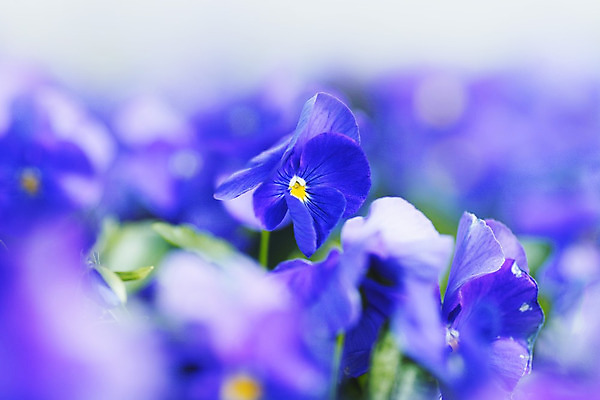 포토 JPG 해외이미지 식물 꽃 백그라운드 자연 사람없음 파란색 보라색 벚꽃 신선 개화 닫기 제비꽃 비올라 해외202004 해외202105 해외포토 컬러 모션 생태계 파일형식 찰현악기