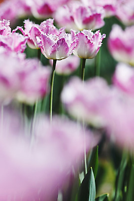 포토 JPG 해외이미지 식물 공원 꽃 분홍색 백그라운드 자연 사람없음 야외 초록색 정원 봄 튤립 벚꽃 흰색 신선 많음 해외202004 해외202105 해외포토 계절 공공시설 컬러 컨셉 생태계 파일형식