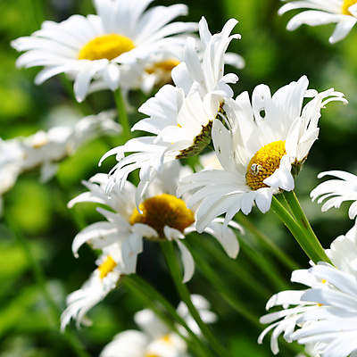 포토 JPG 해외이미지 식물 계절 꽃잎 꽃 분홍색 밭 자연 사람없음 빛 정원 보라색 투명 데이지 세피아 캐모마일 해외202004 해외202105 해외포토 컬러 농업 촬영기법 허브 생태계 파일형식