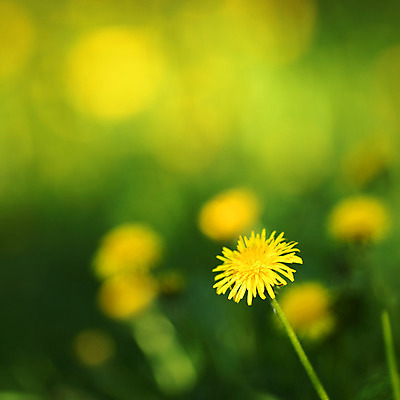 포토 JPG 해외이미지 식물 구름 계절 꽃 밭 자연 하늘 날씨 서기 풍경 초원 사람없음 야외 초록색 여름 태양 농장 우주 환경 맑음 봄 자유 흰색 시골 신선 소 닫기 농부 민들레 땅 언덕 장면 스카이라인 해외202004 해외202105 해외포토 자연요소 직업 컬러 컨셉 농업 포유류 모션 생태계 파일형식