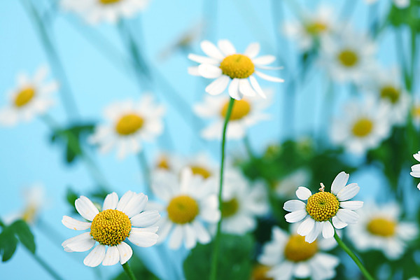 포토 JPG 해외이미지 식물 꽃 백그라운드 자연 친절 국화 초원 사람없음 초록색 여름 파란색 노란색 흰색 신선 신용카드 닫기 데이지 영원 캐모마일 해외202004 해외202105 해외포토 계절 컬러 모션 금융 허브 생태계 파일형식