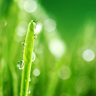 포토 JPG 해외이미지 식물 줄기 백그라운드 잎 자연 아침 잔디 초원 사람없음 야외 장식 초록색 물 여름 빛 햇빛 반사 환경 정원 봄 젖음 성장 물방울 신선 투명 액체 칼날 떨어짐 이슬 작음 빗방울 허브 순수 보케 내추럴 해외202004 해외202105 해외포토 주간 자연요소 계절 컬러 컨셉 태양 비_날씨 크기 생태계 파일형식