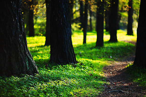 포토 JPG 해외이미지 나무 식물 계절 공원 도로 길 여행 잎 패턴 오렌지 자연 휴식 새로움 풍경 사람없음 야외 목재 빨간색 초록색 여름 빛 컬러풀 노란색 평화 봄 산책 성장 신선 황금 숲 오솔길 유기농 내추럴 옛날 해외202004 해외202105 해외포토 웰빙 공공시설 컬러 컨셉 무늬 과일 재료 교통시설 생태계 파일형식