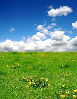 포토 JPG 해외이미지 식물 구름 계절 공원 꽃잎 꽃 행복 백그라운드 잎 꽃무늬 패턴 밭 농업 자연 벽지 하늘 풍경 초원 사람없음 야외 초록색 여름 파란색 컬러풀 태양 농장 노란색 우주 환경 정원 맑음 봄 벚꽃 흰색 시골 신선 민들레 장면 내추럴 해외202004 해외202105 해외포토 자연요소 공공시설 감정 산업 컬러 무늬 날씨 생태계 파일형식