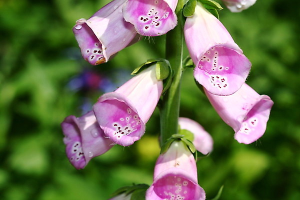 포토 JPG 해외이미지 식물 계절 공원 꽃 행복 컨셉 밭 장난 자연 휴가 휴식 풍경 초원 사람없음 야외 초록색 여름 빛 봄 활발 잠 데이지 심플 트랙 발가락 내추럴 양발 수평선 해외202004 해외202105 해외포토 공공시설 감정 컬러 농업 발 생태계 파일형식
