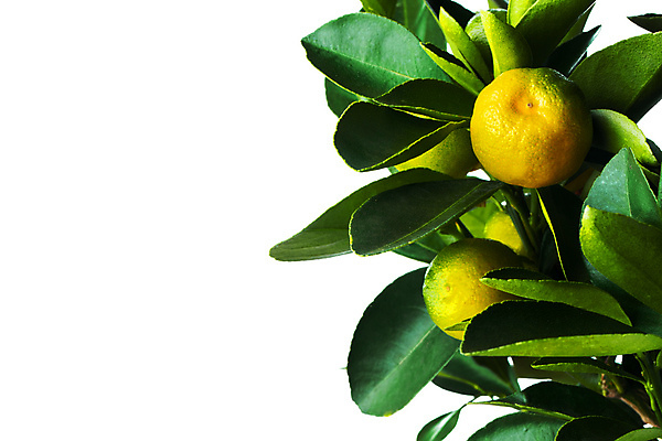 포토 JPG 해외이미지 나무 식물 음식 백그라운드 잎 농업 다이어트 오렌지 과일 자연 귤 사람없음 초록색 농작물 노란색 주스 성장 흰색 나뭇가지 신선 달콤 유기농 비타민 내추럴 고립 숙성 세련 해외202004 해외202105 해외포토 웰빙 산업 음료 컬러 건강 맛 생태계 영양소 파일형식