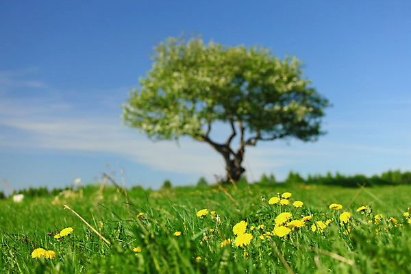 포토 JPG 해외이미지 나무 식물 구름 1 계절 지구 백그라운드 잎 밭 자연 하늘 날씨 풍경 초원 사람없음 목재 초록색 여름 파란색 농장 환경 봄 자유 성장 나뭇가지 전원 시골 고독 큼 땅 언덕 싱글 장면 내추럴 옛날 혼자 수평선 해외202004 해외202105 해외포토 자연요소 감정 컬러 컨셉 농업 재료 전기에너지 크기 생태계 파일형식
