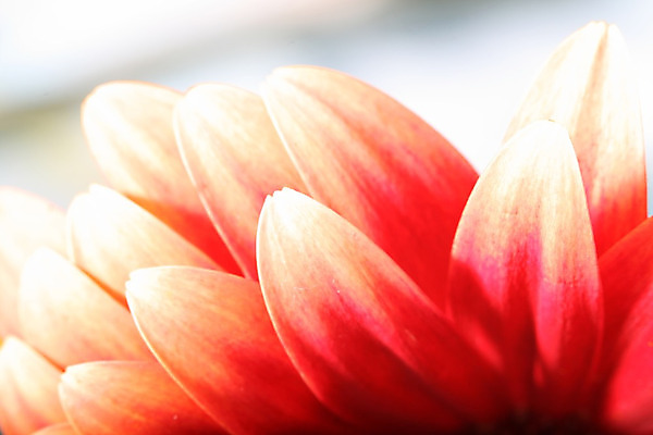 포토 JPG 해외이미지 식물 꽃 백그라운드 꽃무늬 자연 발렌타인데이 선물 사람없음 장식 빨간색 여름 컬러풀 봄 벚꽃 신선 개화 해외202004 해외202105 해외포토 계절 컬러 무늬 데이이벤트 생태계 파일형식