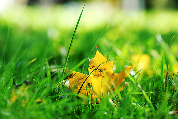 포토 JPG 해외이미지 나무 디자인 계절 공원 백그라운드 단풍 잎 캐나다 패턴 오렌지 자연 벽지 추상 프레임 건조 풍경 사람없음 야외 빨간색 빛 컬러풀 갈색 노란색 산책 활발 광선 가을 나뭇가지 황금 플랫 닫기 숲 가득함 묘사 질감 장면 엘리먼트 해외202004 해외202105 해외포토 식물 공공시설 컬러 컨셉 북아메리카 무늬 과일 모션 휴식 생태계 파일형식