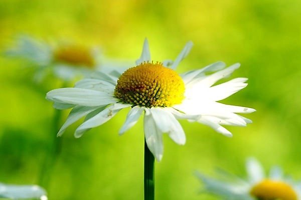 포토 JPG 해외이미지 식물 계절 꽃잎 꽃 분홍색 밭 자연 사람없음 빛 정원 보라색 투명 데이지 세피아 캐모마일 해외202004 해외202105 해외포토 컬러 농업 촬영기법 허브 생태계 파일형식