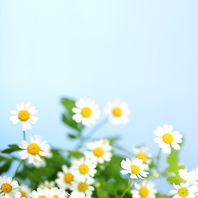 포토 JPG 해외이미지 꽃 백그라운드 꽃무늬 자연 하늘 사람없음 초록색 파란색 노란색 봄 벚꽃 흰색 허브 데이지 캐모마일 해외202004 해외202105 해외포토 식물 계절 컬러 무늬 생태계 파일형식