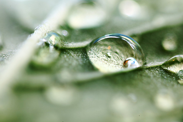 포토 JPG 해외이미지 식물 음료 백그라운드 패턴 자연 유리 벽지 표면 날씨 추상 휴식 건강 사람없음 초록색 물 파란색 빛 반사 환경 거품 젖음 추위 흰색 물방울 신선 원형 투명 액체 떨어짐 빨래 이슬 시원함 질감 해외202004 해외202105 해외포토 자연요소 도형 컬러 컨셉 가사 무늬 재질 생태계 파일형식