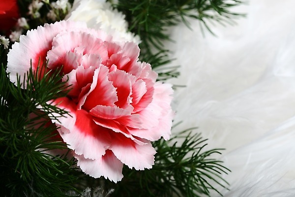 포토 JPG 해외이미지 식물 꽃 꽃다발 잎 꽃무늬 자연 사람없음 장식 축제 벚꽃 신용카드 꽃집 내추럴 해외202004 해외202105 해외포토 무늬 금융 상점 생태계 파일형식