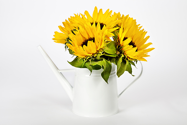 포토 JPG 해외이미지 해바라기 실내 사람없음 물뿌리개 흰배경 해외202004 해외포토 꽃 백그라운드 내부 흰색 파일형식