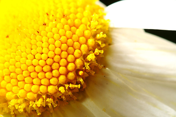 포토 JPG 해외이미지 식물 계절 꽃잎 꽃 줄기 백그라운드 자연 사람없음 빨간색 여름 파란색 보라색 봄 흰색 오픈 묘사 오브젝트 꽃가루 양귀비 넘어짐 해외202004 해외202105 해외포토 컬러 모션 가루 생태계 파일형식