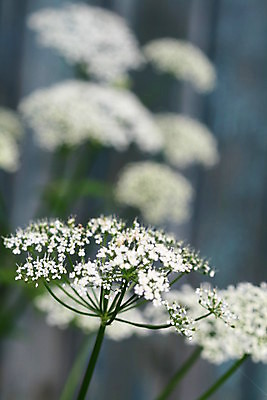 포토 JPG 해외이미지 식물 계절 공원 꽃 행복 컨셉 밭 장난 자연 휴가 휴식 풍경 초원 사람없음 야외 초록색 여름 빛 봄 활발 잠 데이지 심플 트랙 발가락 내추럴 양발 수평선 해외202004 해외202105 해외포토 공공시설 감정 컬러 농업 발 생태계 파일형식