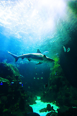 포토 JPG 해외이미지 동물 야생동물 모래 바다 컨셉 자연 전등 어류 사람없음 물 파란색 수중 수영 놀람 회색 광선 흰색 거친 스노클링 산호 위험 큼 공격 무서움 그리스 다이빙 공포 육식동물 소금 지느러미 상어 암초 수족관 사냥꾼 깊이 몬스터 살인범 해외202004 해외202105 해외포토 자연요소 직업 감정 유럽 컬러 모션 조명 표정 수중동물 수상스포츠 자포동물 크기 생태계 수중스포츠 파일형식