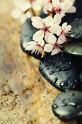 포토 JPG 해외이미지 봄꽃 실내 사람없음 아웃포커스 물 벚꽃 물방울 스톤 나무배경 해외202004 해외포토 자연요소 꽃 백그라운드 촬영기법 내부 봄 파일형식