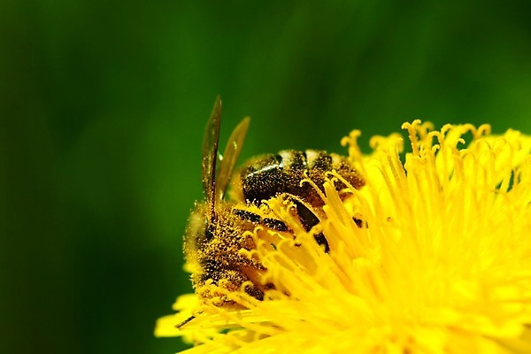 포토 JPG 해외이미지 식물 동물 꽃잎 꽃 곤충 백그라운드 꽃무늬 밭 날개 자연 초원 사람없음 초록색 여름 태양 노란색 머리 정원 검은색 봄 벚꽃 흰색 닫기 민들레 벌 싱글 원예 바쁨 꽃가루 꿀 생태학 해외202004 해외202105 해외포토 자연요소 계절 교육 컬러 무늬 농업 모션 취미 신체부위 가루 생태계 파일형식