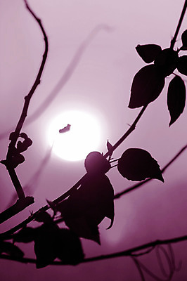 포토 JPG 해외이미지 식물 디자인 계절 공원 꽃잎 꽃 실루엣 분홍색 꽃다발 백그라운드 잎 자연 하늘 풍경 잔디 사람없음 야외 목재 장식 빨간색 여름 빛 컬러풀 태양 노란색 일출 정원 맑음 일몰 봄 새벽 벚꽃 침대 닫기 야간 저녁 숲 꽃가루 꿀 해외202004 해외202105 해외포토 자연요소 나무 공공시설 컬러 가구 재료 모션 날씨 촬영기법 노을 가루 생태계 파일형식